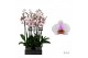 Phalaenopsis anthura madrid 2 tak - 65/70cm 