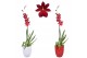 Burrageara nelly isler cambria 1 tak red velvet met rood en wit kerami 
