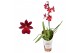 Burrageara nelly isler cambria 1 tak red velvet 