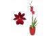 Burrageara nelly isler cambria 1 tak red velvet met rood keramiek 