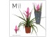 Tillandsia antonio 