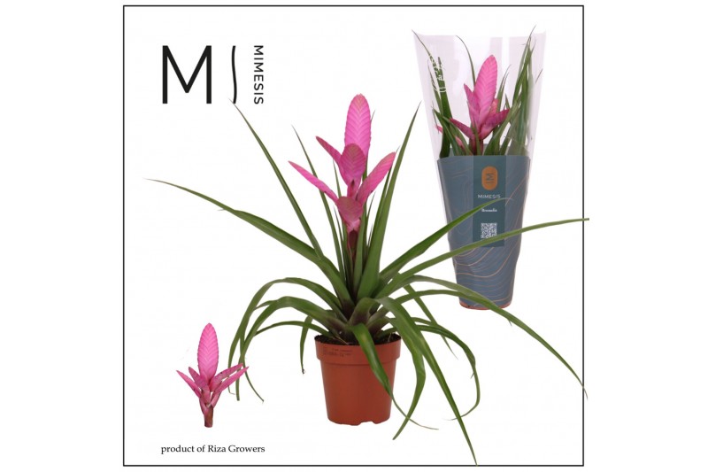 Tillandsia antonio 