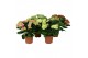 Hydrangea macr. mix Mix 9-10 Bloem 