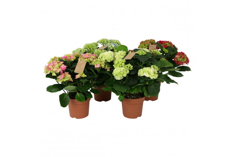 Hydrangea macr. mix Mix 9-10 Bloem 