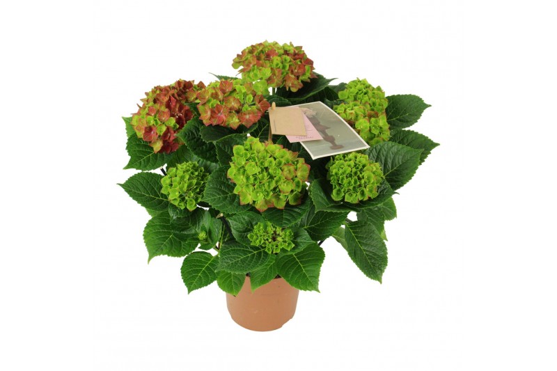 Hydrangea macr. saxon schloss wackerbarth rood 7-8 bloem 