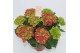 Hydrangea macr. saxon schloss wackerbarth rood 7-8 bloem 