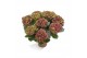 Hydrangea macr. saxon schloss wackerbarth rood 7-8 bloem 