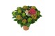 Hydrangea macr. saxon schloss wackerbarth Rood 9-10 Bloem 