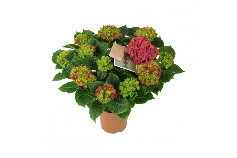 Hydrangea macr. saxon schloss wackerbarth Rood 9-10 Bloem 