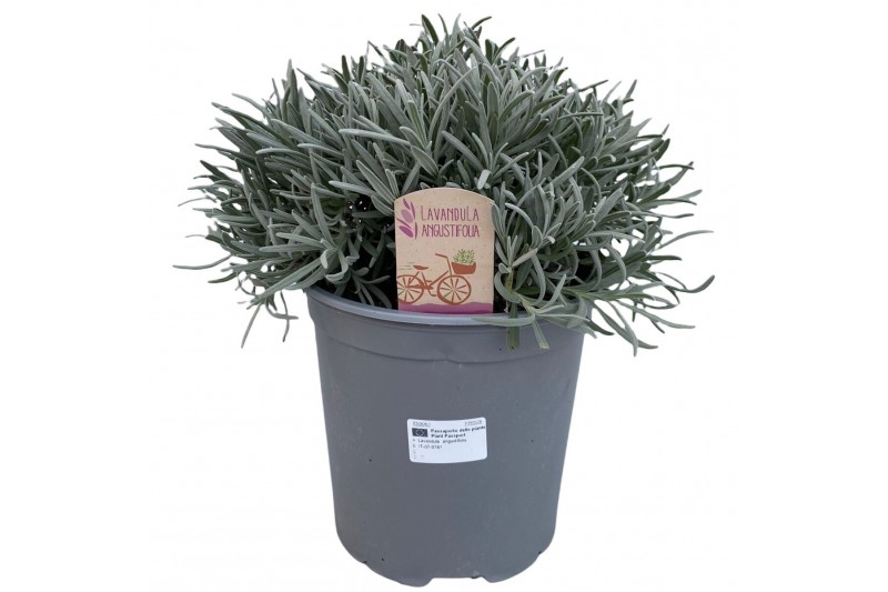Lavandula angustifolia 