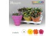 Kalanchoe blossfeldiana mix Spring Moments 