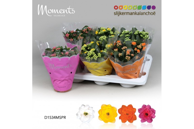 Kalanchoe blossfeldiana mix Spring Moments 