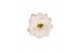 Kalanchoe blossfeldiana mix Spring Moments 
