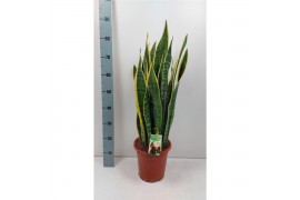 Sansevieria trifasciata laurentii Sansevieria Laurentii - extra dik
