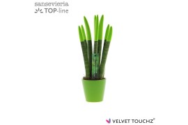 Sansevieria velvet touchz groen keramiek