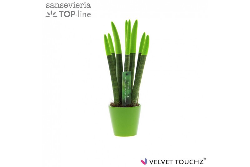 Sansevieria velvet touchz groen keramiek 