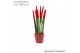 Sansevieria velvet touchz rood keramiek 