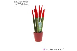 Sansevieria velvet touchz rood keramiek