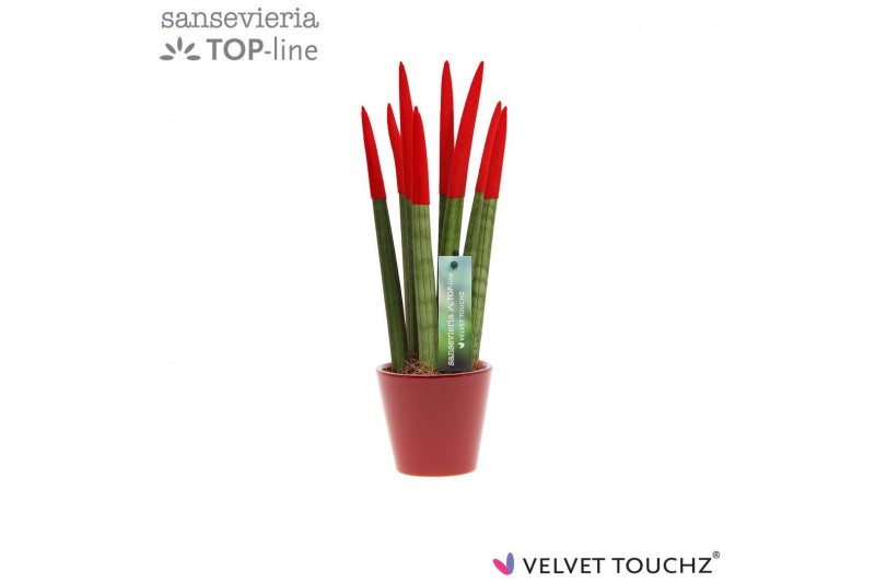 Sansevieria velvet touchz rood keramiek 