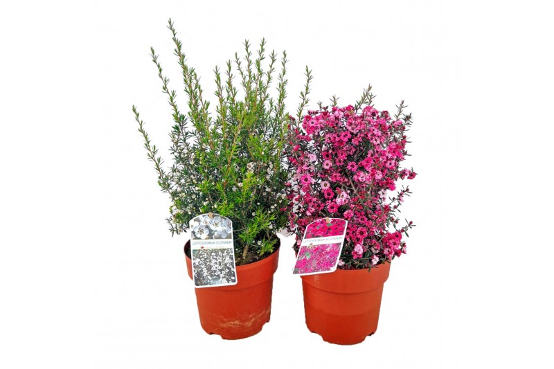 Leptospermum scoparium 