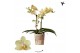 Phalaenopsis Anthura Livorno Kolibri Orchids - 2 tak, 20+ 