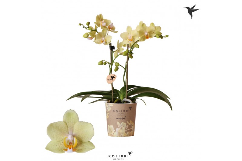 Phalaenopsis Anthura Livorno Kolibri Orchids - 2 tak, 20+ 