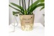 Phalaenopsis Anthura Livorno Kolibri Orchids - 2 tak, 20+ 