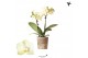 Phalaenopsis floriclone golden story Kolibri Orchids - Mexico - 2 tak, 