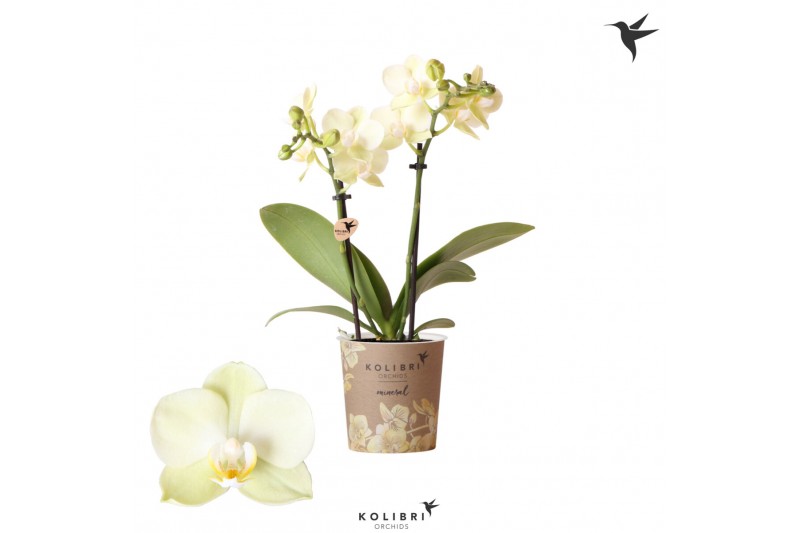 Phalaenopsis floriclone golden story Kolibri Orchids - Mexico - 2 tak, 