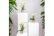 Phalaenopsis floriclone golden story Kolibri Orchids - Mexico - 2 tak, 