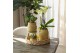Phalaenopsis floriclone golden story Kolibri Orchids - Mexico - 2 tak, 