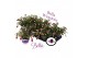 Fuchsia bella olivia hang 