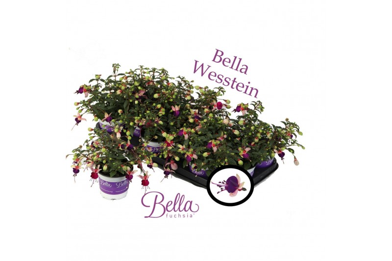 Fuchsia bella olivia hang 