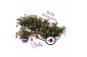 Fuchsia bella olivia hang 