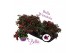 Fuchsia bella soila staand 