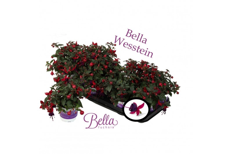 Fuchsia bella soila staand 