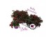 Fuchsia bella soila staand 