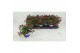 Fuchsia bella soila staand 