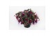 Fuchsia bella soila staand 