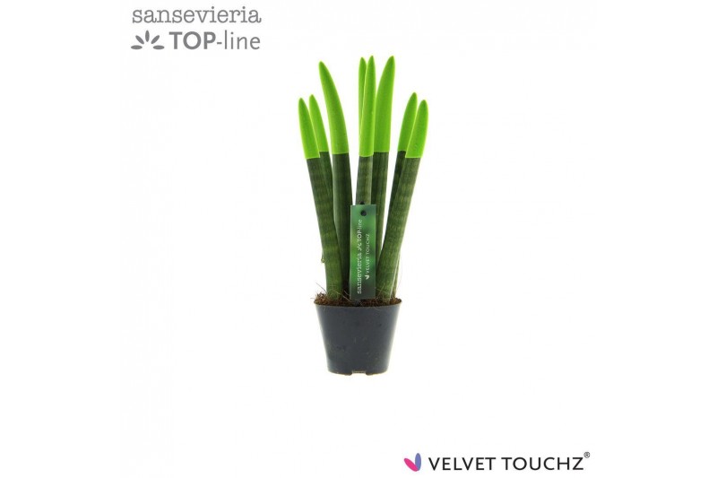 Sansevieria velvet touchz groen 