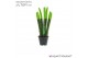 Sansevieria velvet touchz groen 