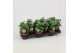 Coleus sumcol 