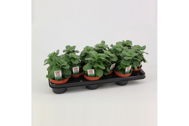 Coleus sumcol 