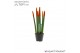 Sansevieria velvet touchz oranje 