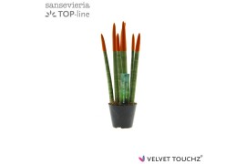 Sansevieria velvet touchz oranje
