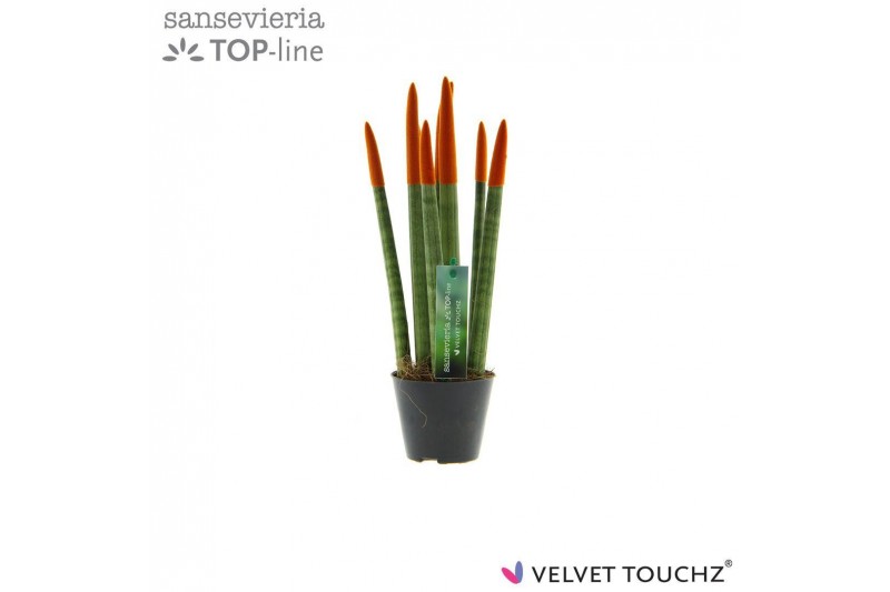 Sansevieria velvet touchz oranje 