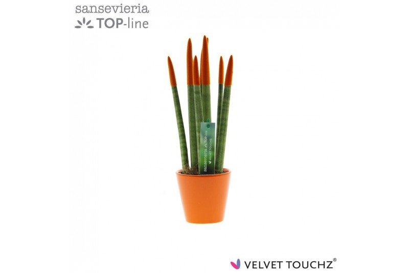 Sansevieria velvet touchz oranje keramiek 