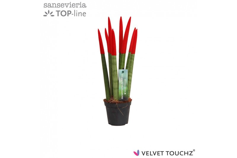 Sansevieria velvet touchz rood 