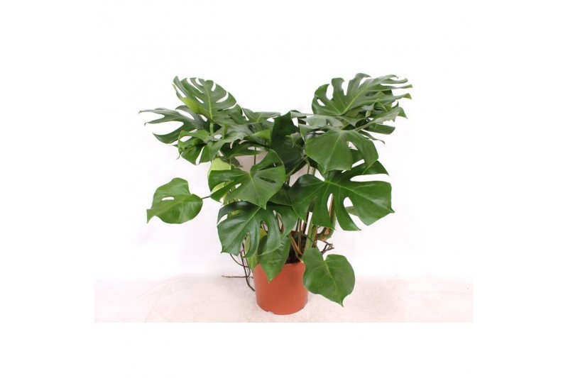Monstera deliciosa 5pp 