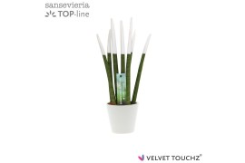 Sansevieria velvet touchz wit keramiek